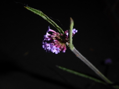 Verbena bonariensis