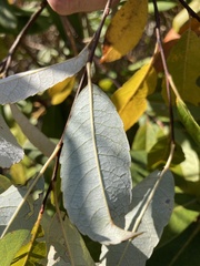 Salix myricoides