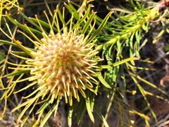 Leucospermum lineare