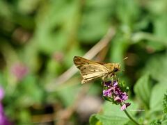 Hylephila phyleus