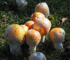 Amanita muscaria