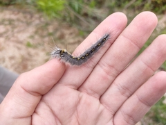 Olceclostera seraphica