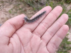 Olceclostera seraphica