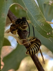 Vespula