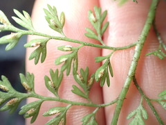 Asplenium hookerianum