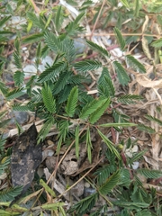 Mimosa strigillosa