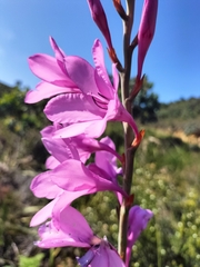 Watsonia