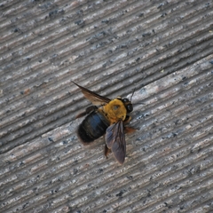 Xylocopa appendiculata