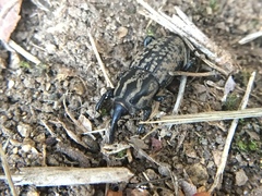 Sphenophorus cariosus