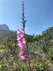 Watsonia