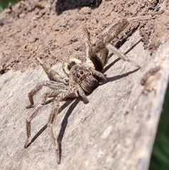 Lycosinae