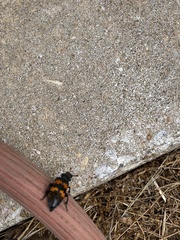 Nicrophorus marginatus