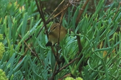 Phylloscopus ibericus