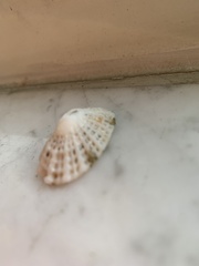 Diodora
