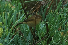 Phylloscopus ibericus