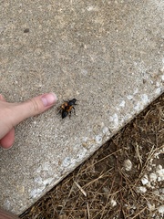 Nicrophorus marginatus