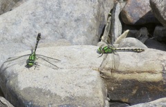 Ophiogomphus carolus