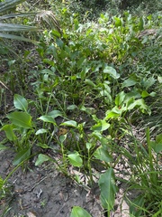 Sagittaria platyphylla