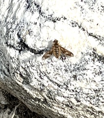 Poecilanthrax arethusa