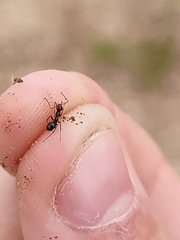Endiodioctes
