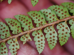 Polystichum vestitum