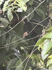 Phaethornis longirostris