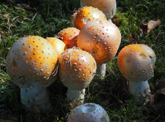 Amanita muscaria