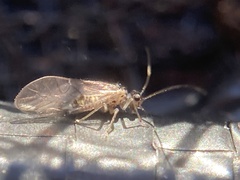 Teliapsocus