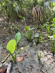 Sagittaria platyphylla