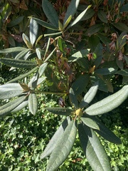 Rhododendron × hybridum