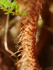 Polystichum vestitum