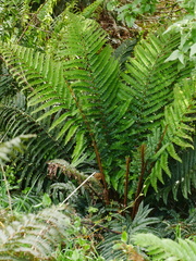 Polystichum vestitum