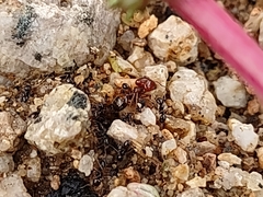 Pheidole xerophila