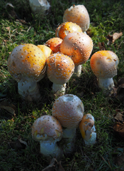 Amanita muscaria