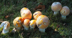 Amanita muscaria