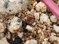 Pheidole xerophila
