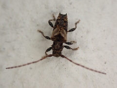 Pogonocherus hispidus