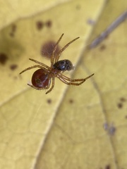 Araniella