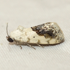 Ponometia erastrioides