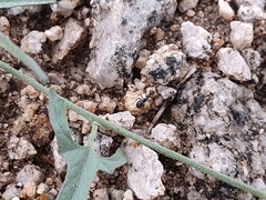Endiodioctes