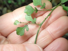 Streblus heterophyllus