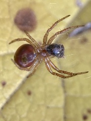 Araniella