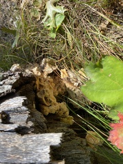 Laetiporus sulphureus