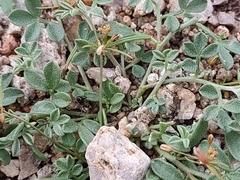 Endiodioctes