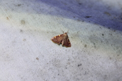 Hypsopygia