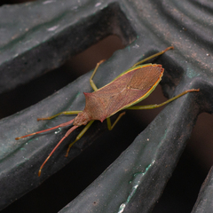 Gonocerus insidiator