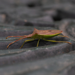 Gonocerus insidiator