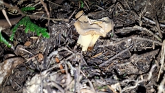 Cantharellus