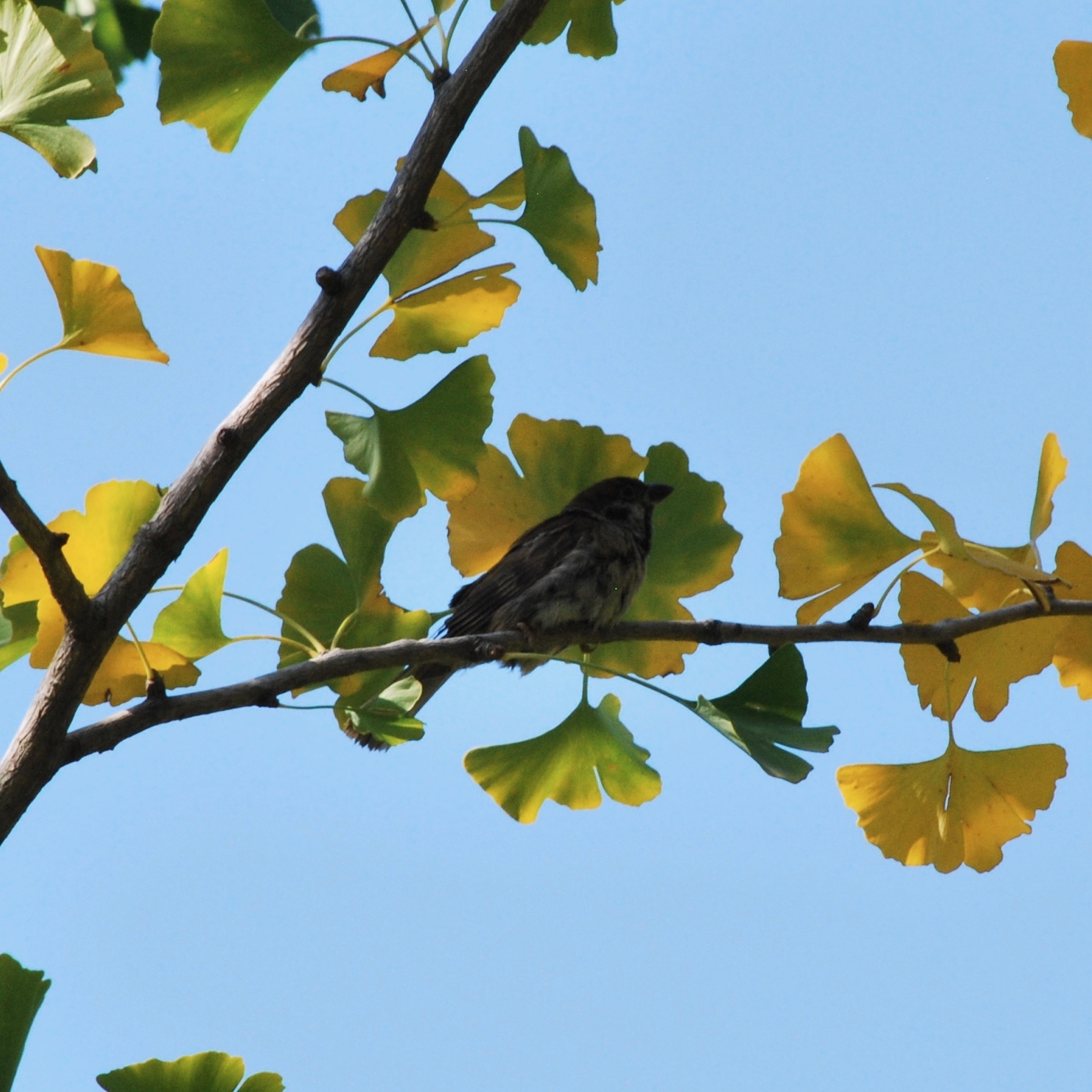 Eurasian Tree Sparrow