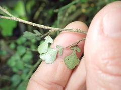 Streblus heterophyllus